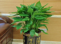 萬(wàn)年青